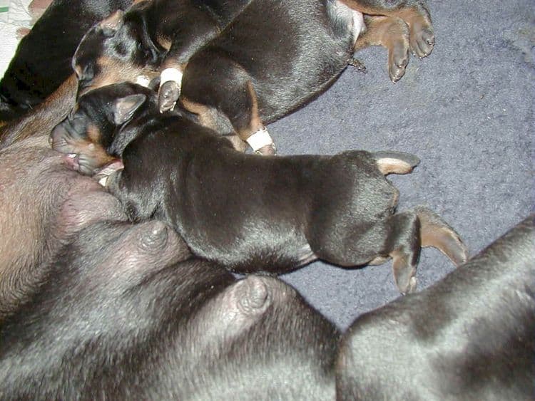 Doberman pups tail dock