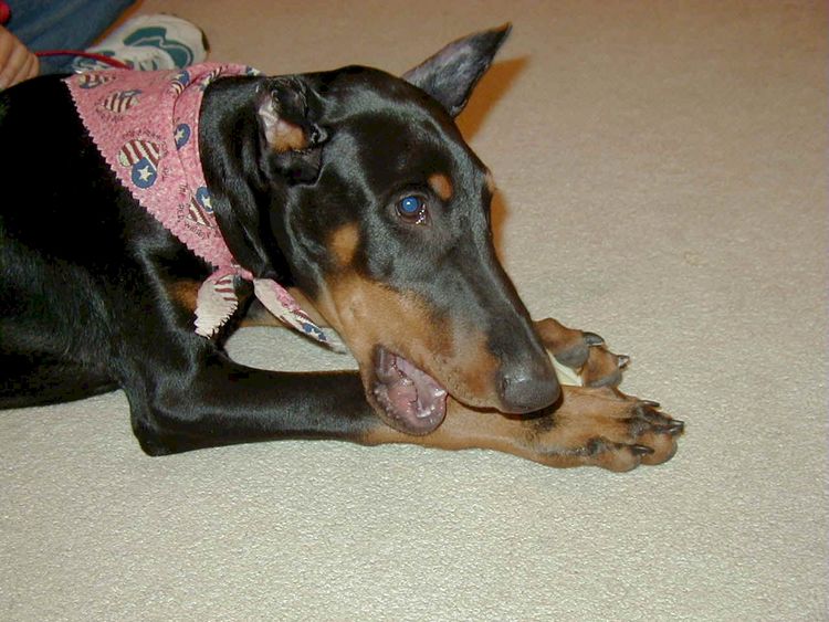 Dobe pup