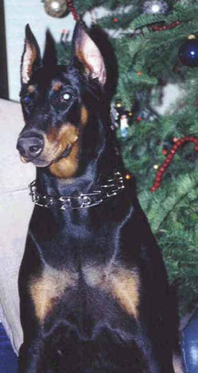 Doberman Pinscher