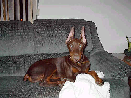 doberman red male puppy ears cropped