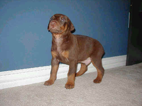 5 week old doberman red rust male