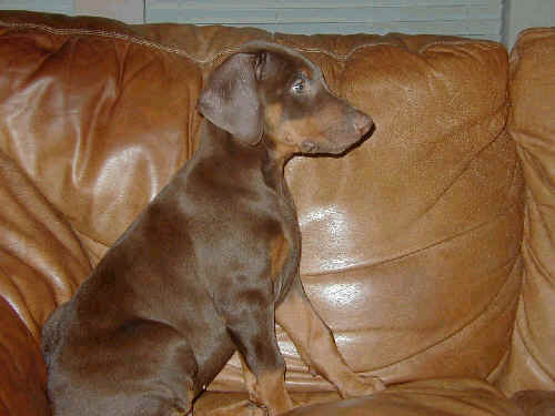 8 wk old red rust doberman male