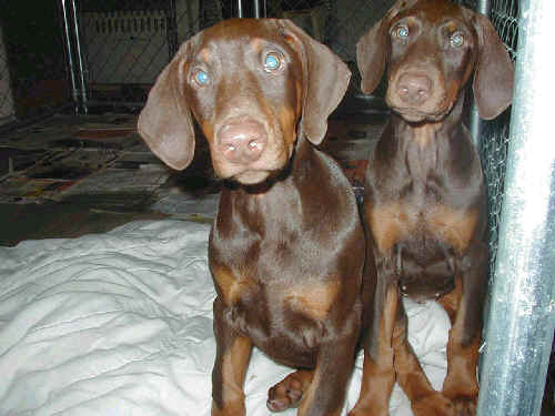 10 week old doberman puppies