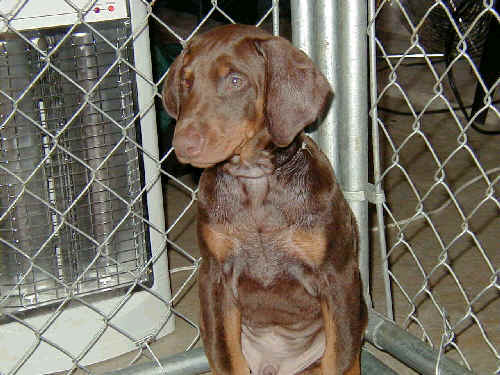 10 week old doberman puppies