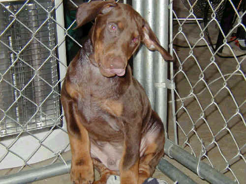 10 week old doberman puppies