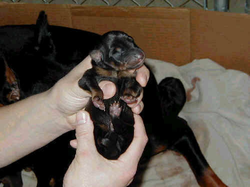 day old dobe pups