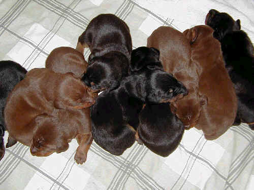 doberman puppys