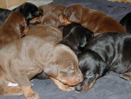 2 week old doberman pinscher puppies