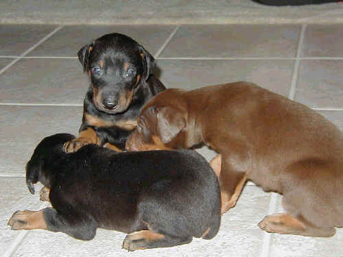 4 week old doberman puppies