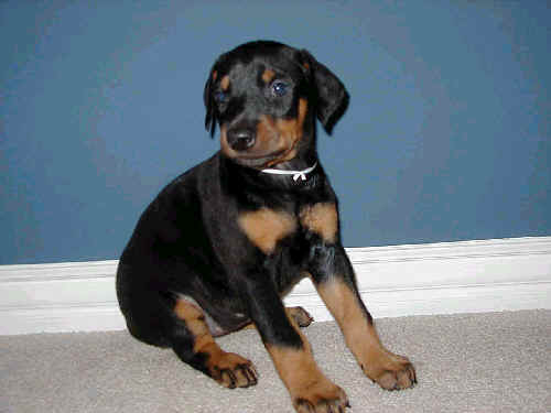 5 week old doberman puppy