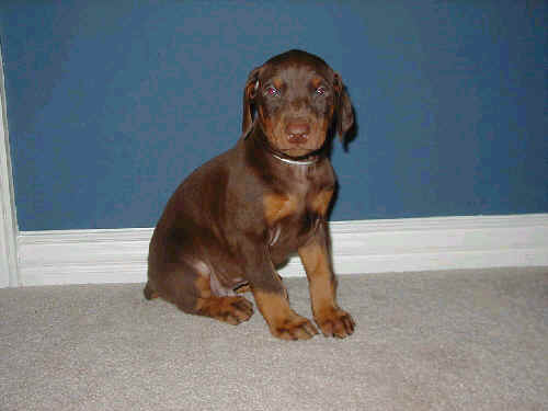 5 week old doberman puppy