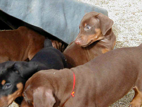 6 week old doberman puppy