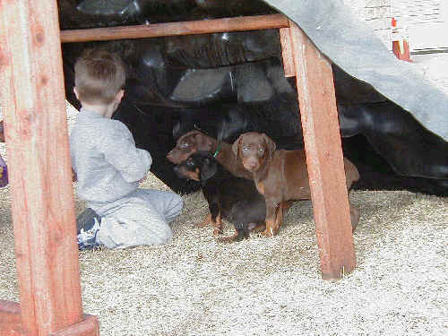 6 week old doberman puppy