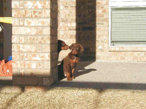 7 week old doberman puppies