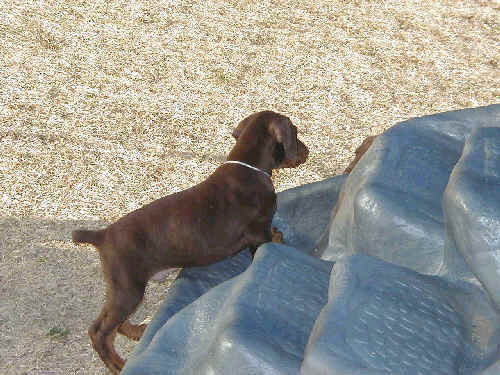 7 week old doberman puppies