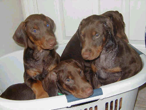 8 week old doberman puppies