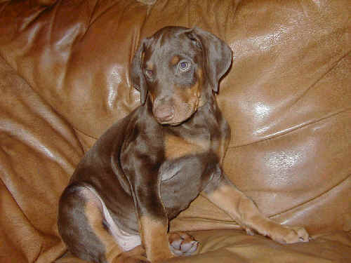 8 week old doberman puppies