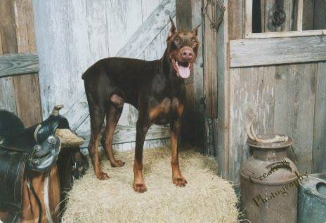 red doberman man