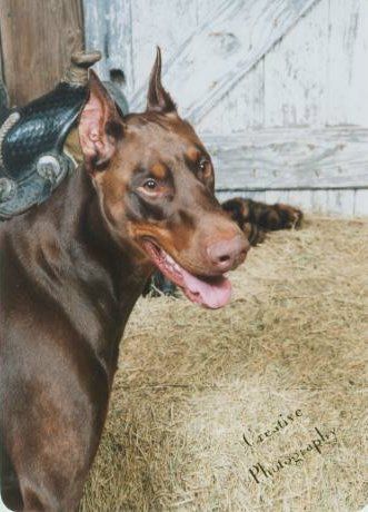 red doberman man