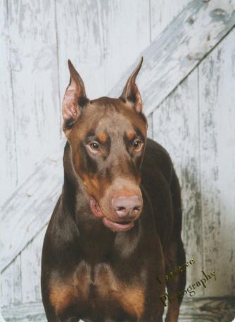 red doberman man