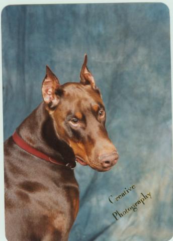 red doberman man