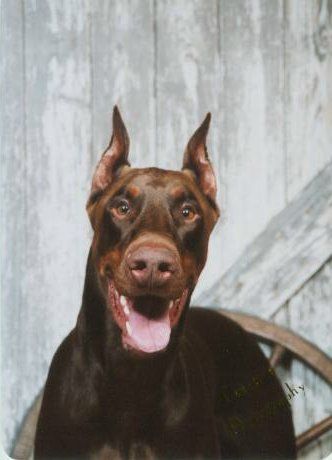 red doberman man