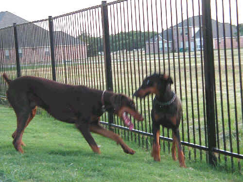 doberman female puppy