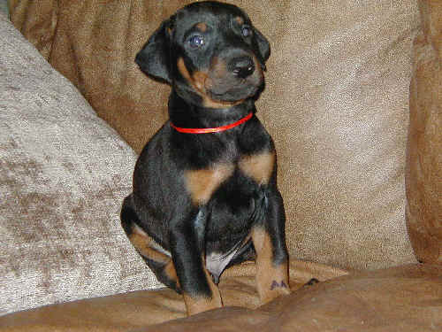 male doberman pup