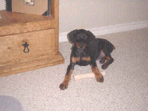 male doberman pup