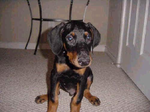 male doberman pup