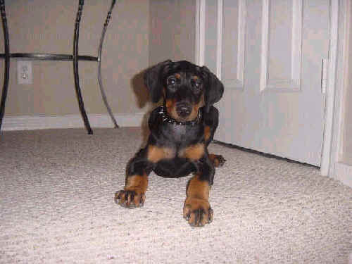 male doberman pup