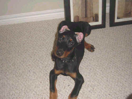 male doberman pup