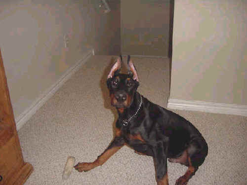 male doberman pup