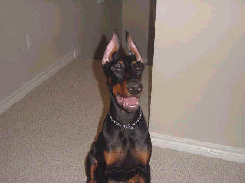 male doberman pup