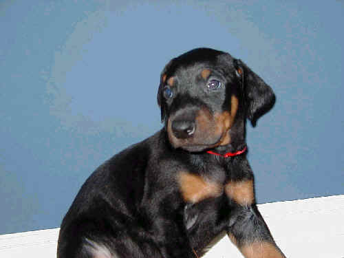 male doberman pup