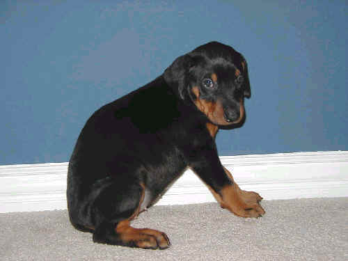 doberman female puppy