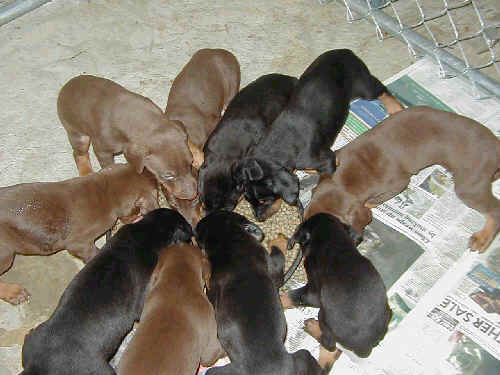 doberman puppies introduced to food