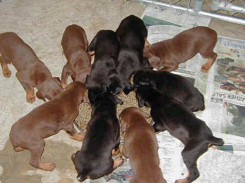 doberman puppies introduced to food