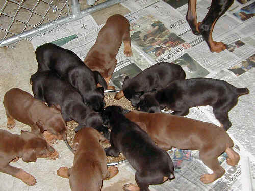 doberman puppies introduced to food