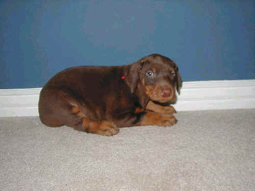 5 week old doberman puppy