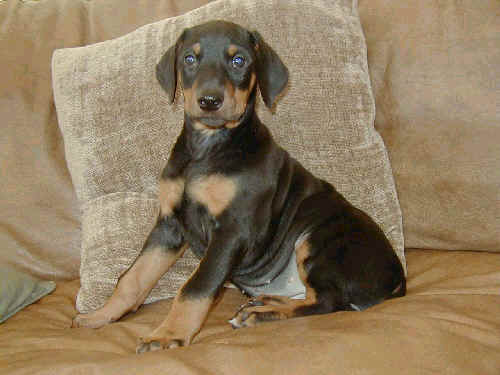 female doberman