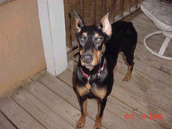 female doberman