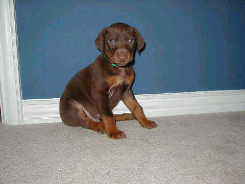 5 week old doberman puppy