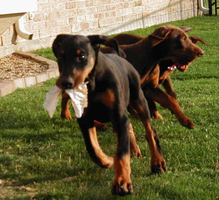 Doberman puppies at 10 weeks old