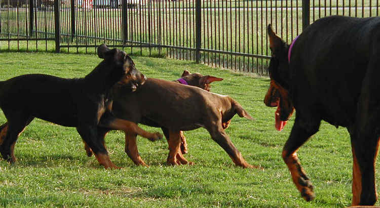 Doberman puppies at 10 weeks old