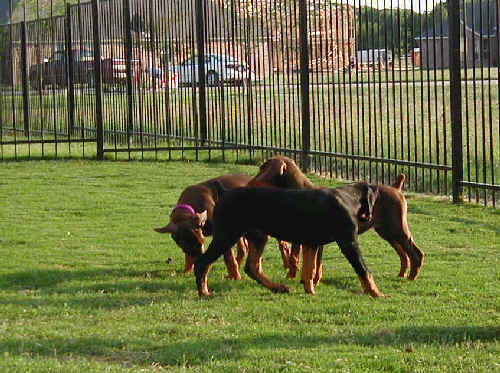 Doberman puppies at 10 weeks old