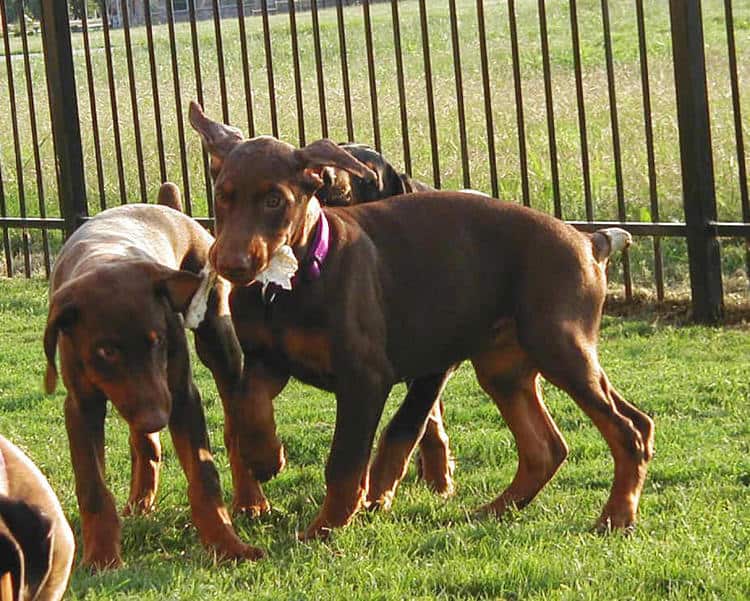 Doberman puppies at 10 weeks old