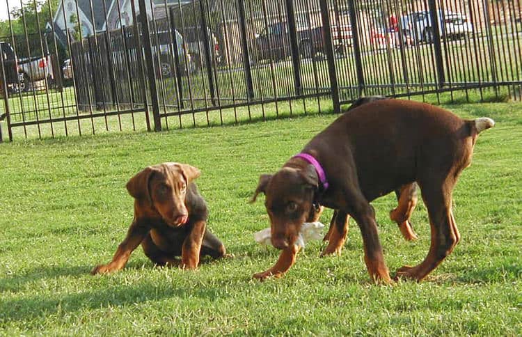 red rust female doberman puppy playing