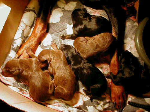 black rust and red rust doberman puppies one day old