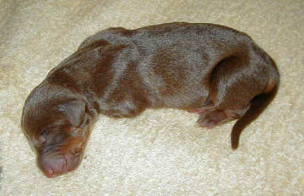black rust and red rust doberman puppies one day old